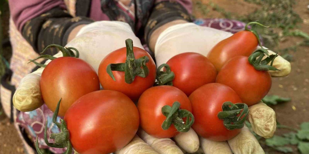 Halde İşlem Gören Domates Miktarı Düştü, Fiyat Arttı