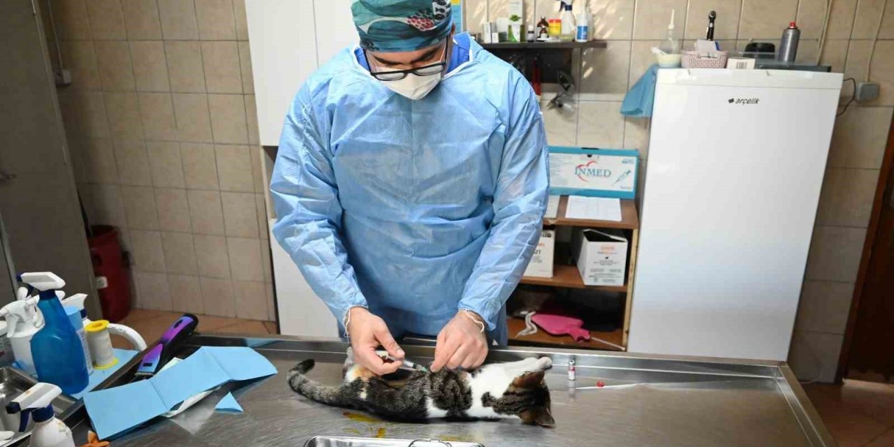 Kemer’de Kasım Ayında 200 Hayvan Kısırlaştırıldı