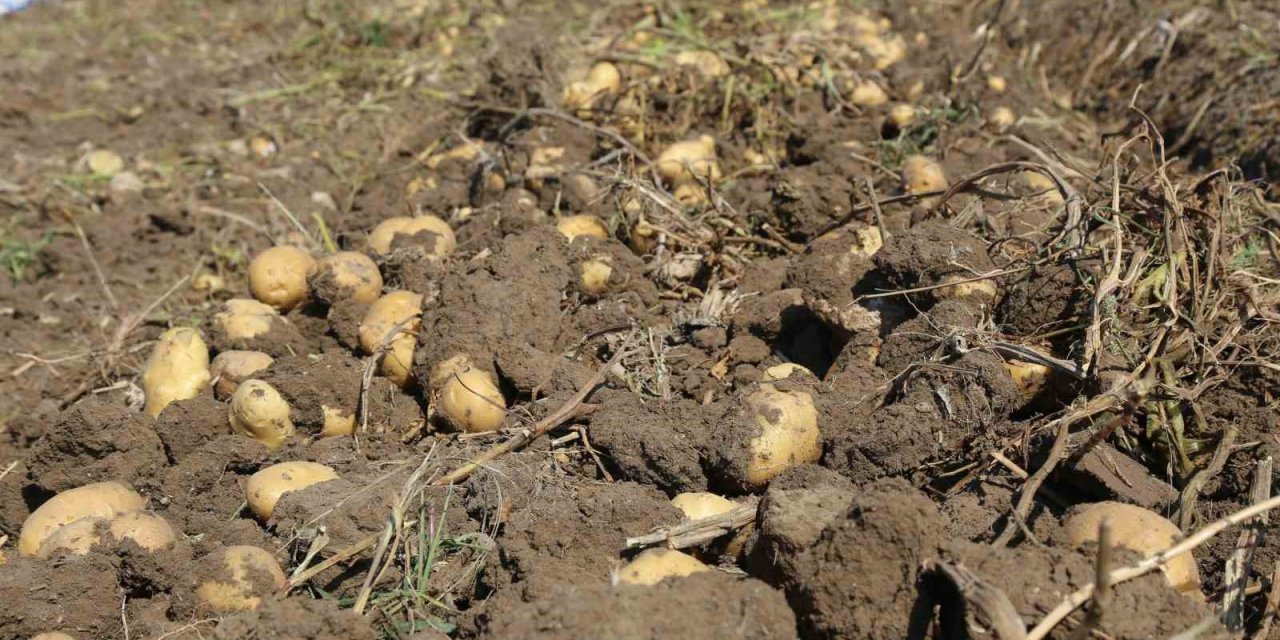Konya Şeker’den Üreticilere Patates Bedeli Ödemesi