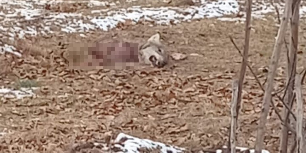 Aç Kurtlar Birbirlerini Yedi