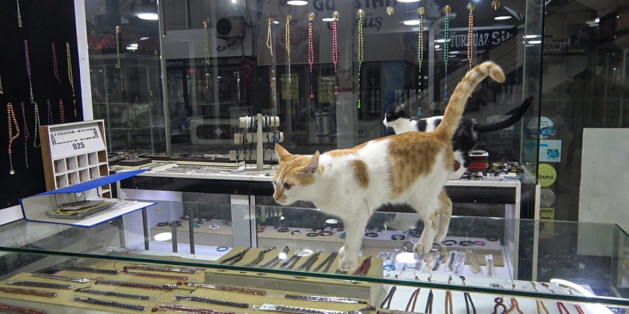 Vitrini Takıların Yanı Sıra Kediler De Süslüyor