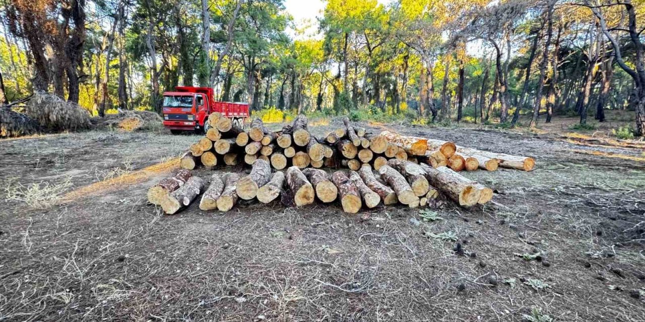 Sorgun Çamlığı’nda Yanan Ağaçlar Kesildi