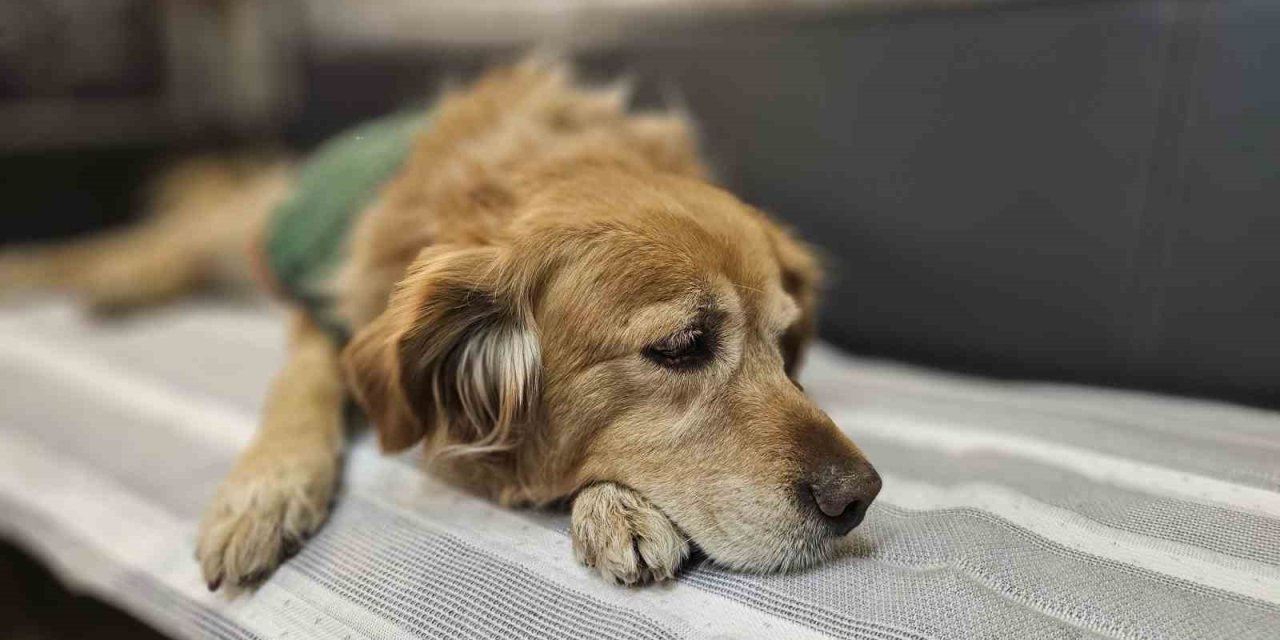 Öğrencilerin Peşine Takılan Fındık, Okulun Maskotu Oldu