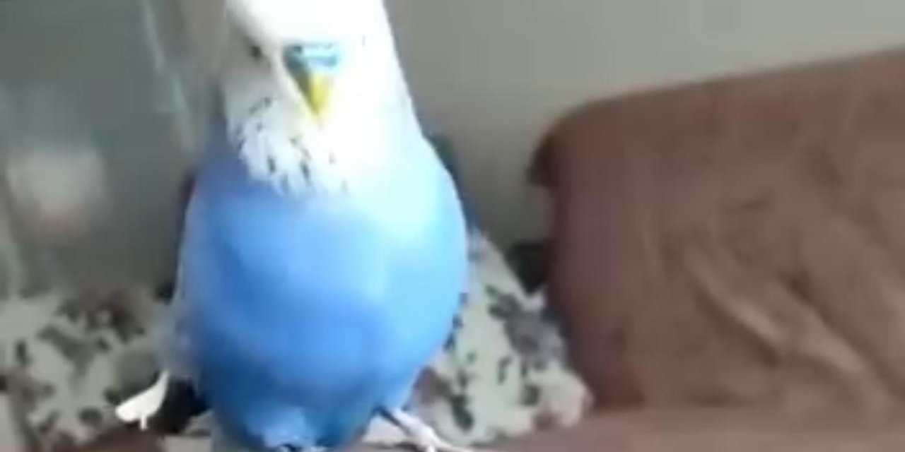 Sübhaneke Okuyan Muhabbet Kuşu Görenleri Hayrete Düşürdü