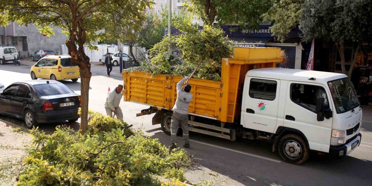 Kepez’de Ağaçları Kış Ve Bahar Mevsimine Hazırlanıyor