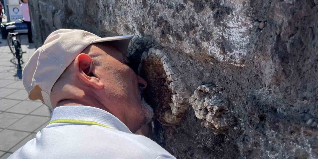 Tarihi Kayseri Kalesi’ndeki Ağaçlar Araştırılıyor