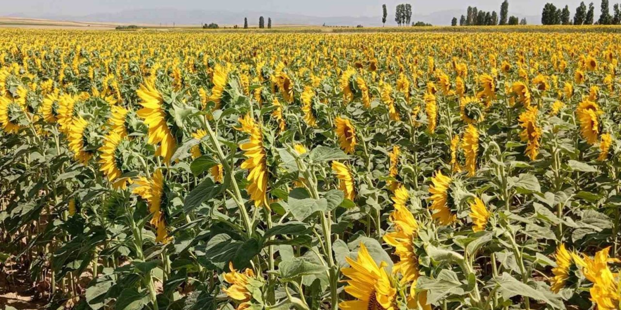 Selçuk Üniversitesi Türk Çiftçisini Dışa Bağımlılıktan Kurtaracak