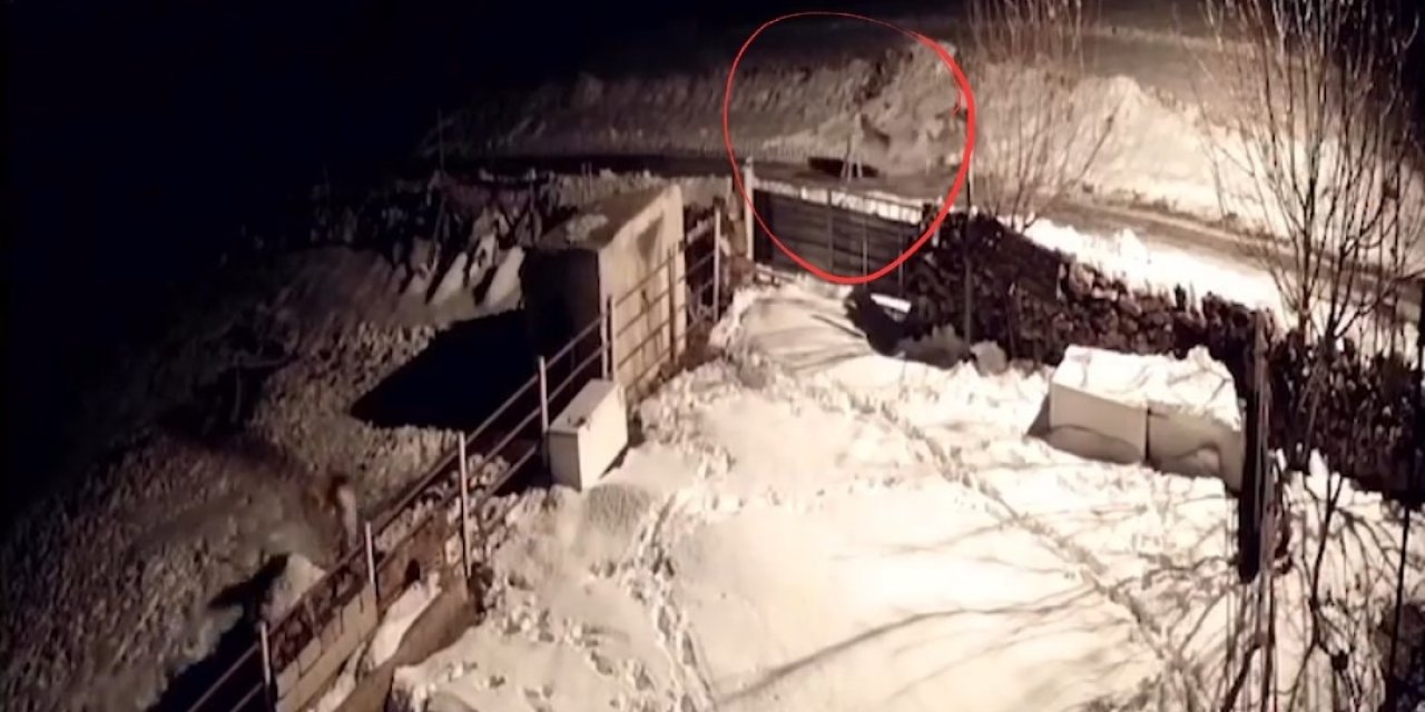 Aç Kalan Kurtların Köpeklere Saldırdığı Anlar Kamerada