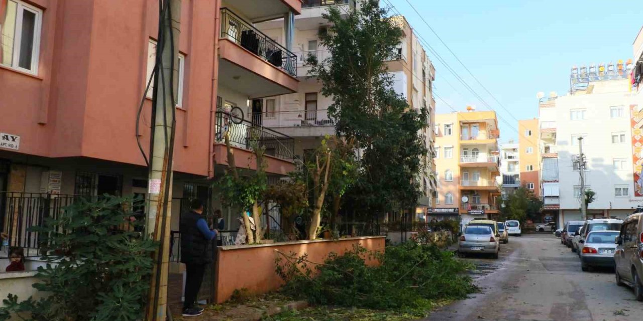 Ağaç Budarken Bütün Mahallenin Elektriğini Kesti, Elektronik Cihazlarını Yaktı