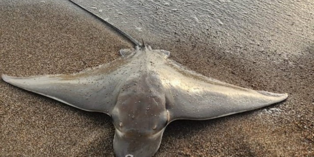 Antalya’da Oltaya Takılan Vatoz, Denize Bırakıldı