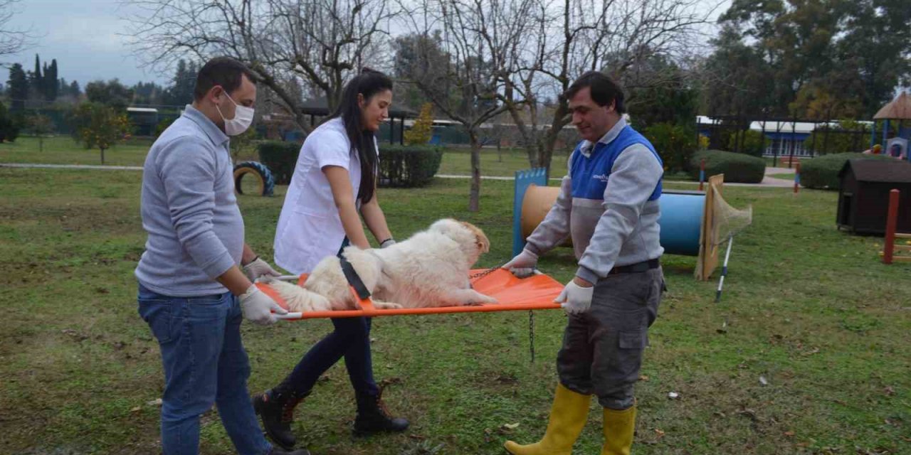 Konyaaltı Belediyesi’nden Hayvan Bakım Ve Hijyen Eğitimi