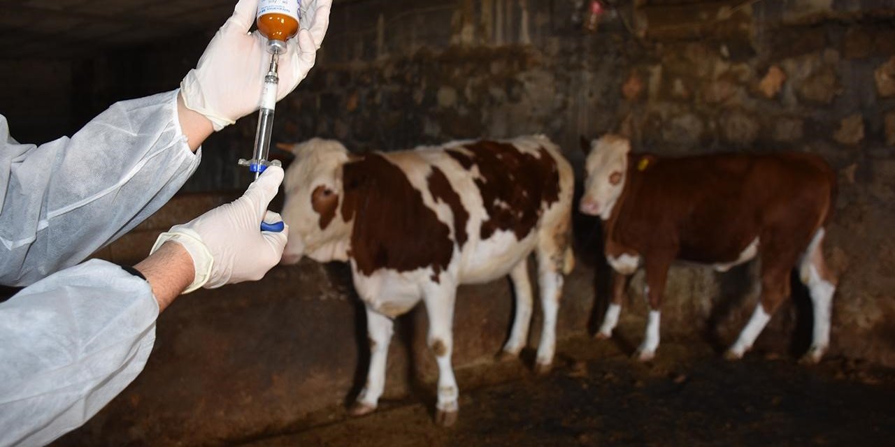 Şap Hastalığıyla Mücadelede Aşılama Kampanyası Başarıyla Tamamlandı