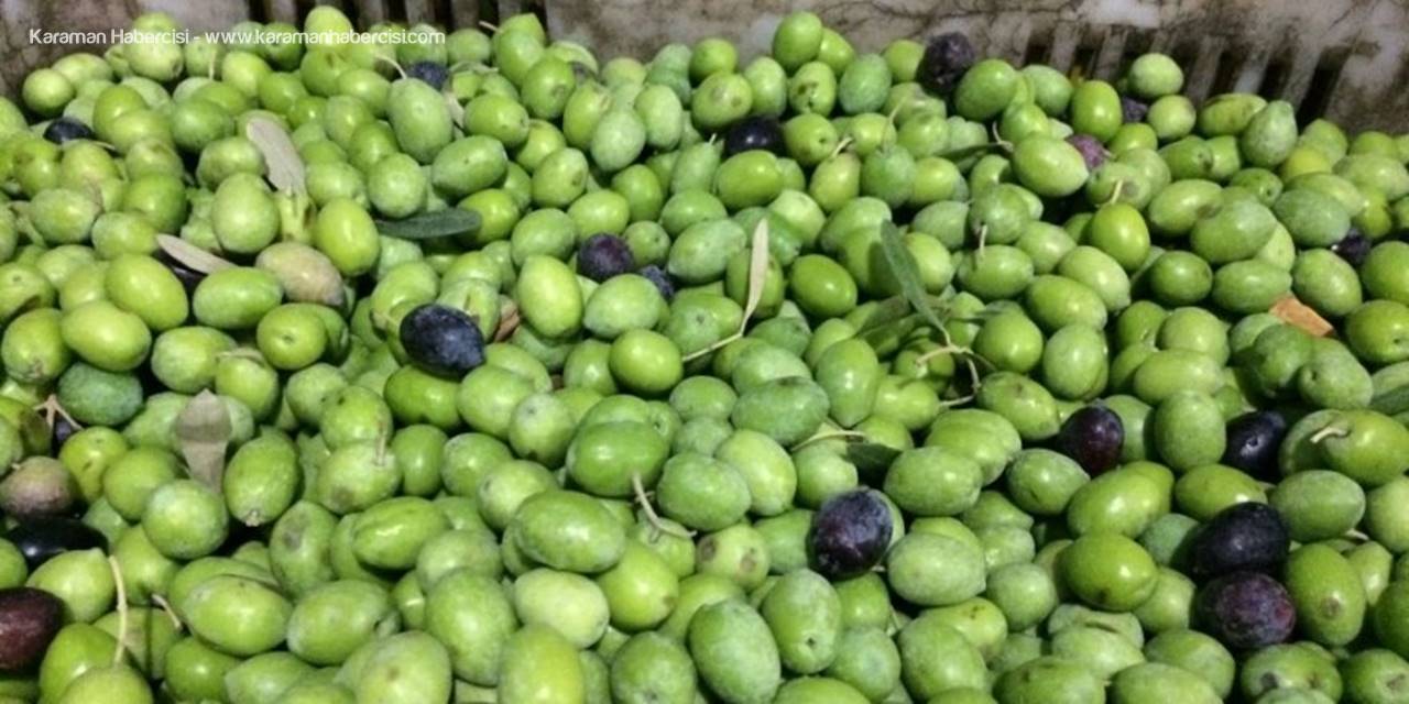 Mut’ta Zeytin Hasadı 10 Gün Önce Başladı