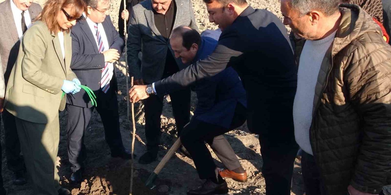 Birinci Derece Tarım Arazisi Olmayan Alanlarda ’kestane’ Yetişecek