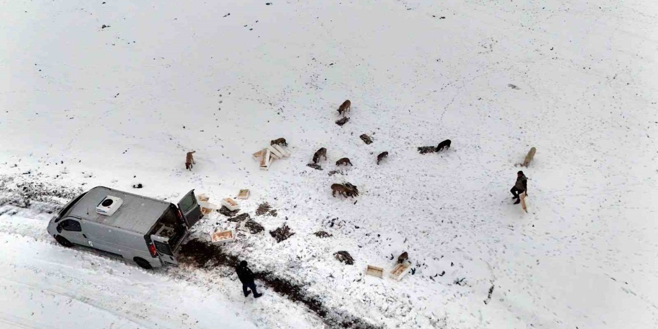 Suriye’den Dönen Balıklar Hayvanlara Yem Oldu