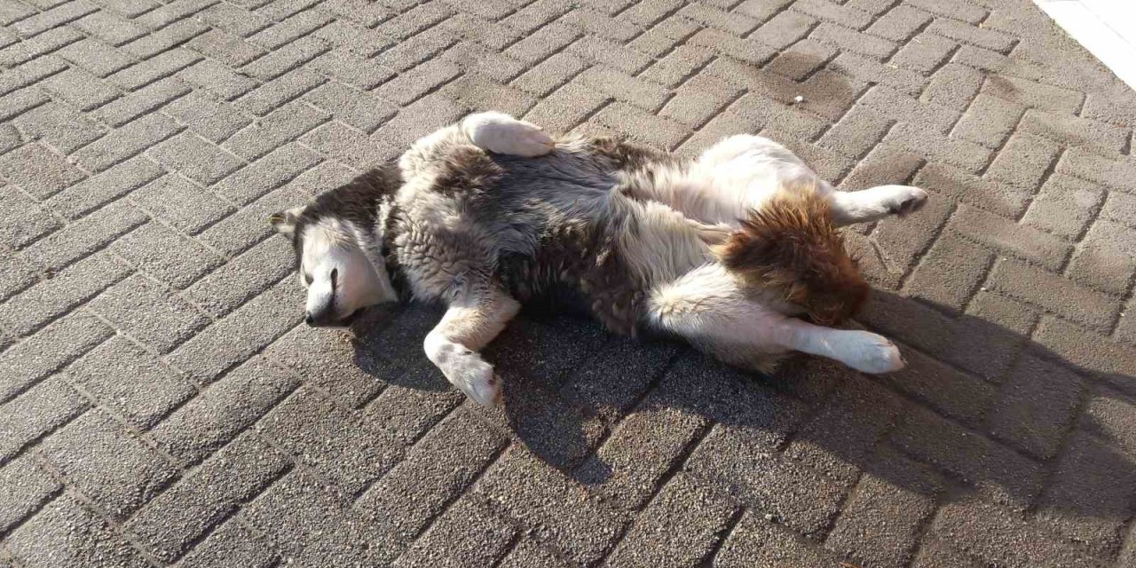 Sevimli Köpeğin Güneş Sefası Görenleri Gülümsetti