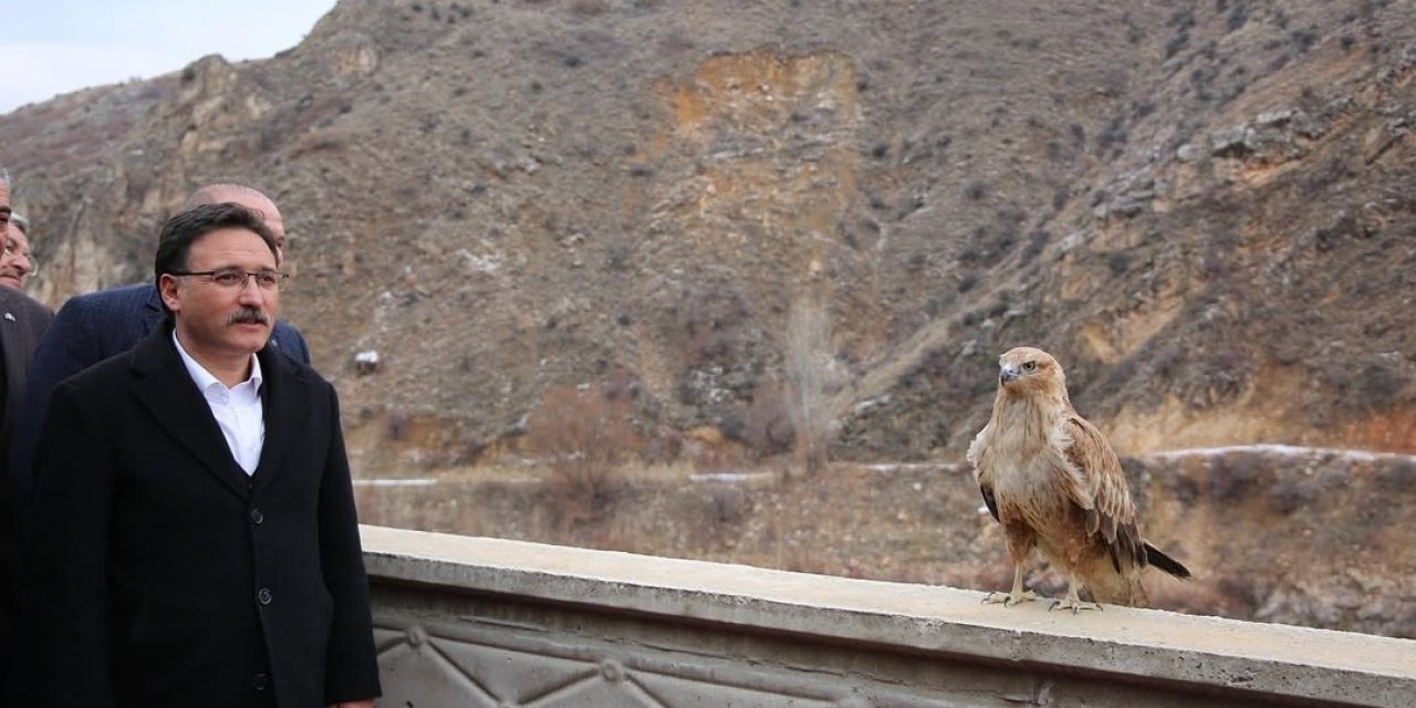 Vali Çiçek; Tedavisi Tamamlanan Hayvanları Doğaya Saldı