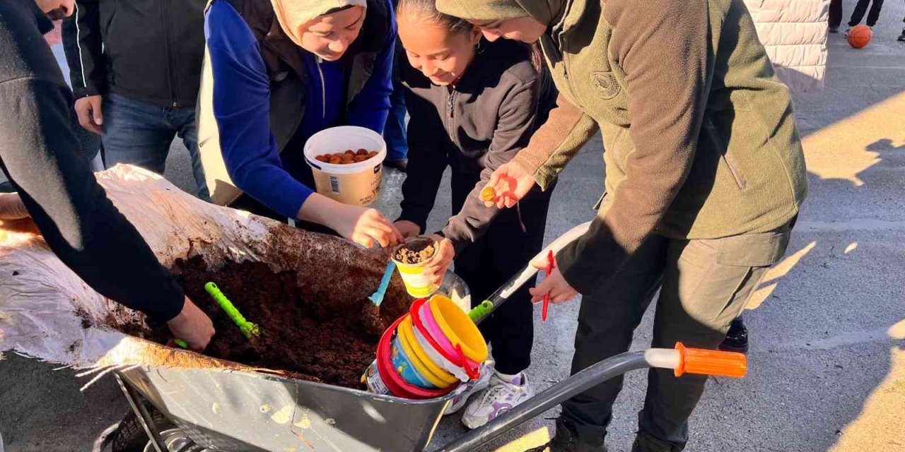 Anamur’da Ceviz Tohumları Toprakla Buluşturuldu