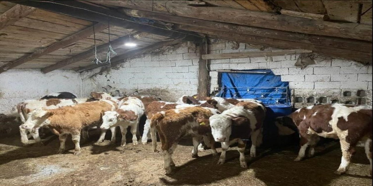 Büyükbaş  Hayvan Dolandırıcıları Yakalandı