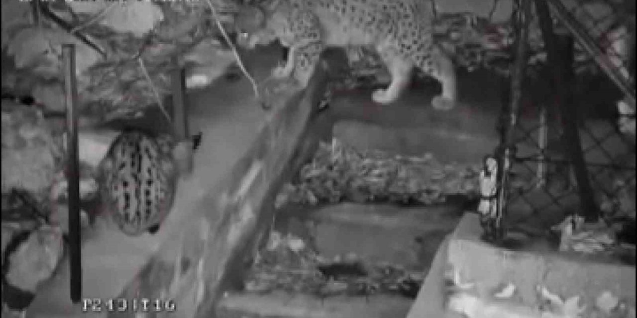 Nesli Tükenme Tehlikesi Altındaki Vaşak Ailesi Kamerada