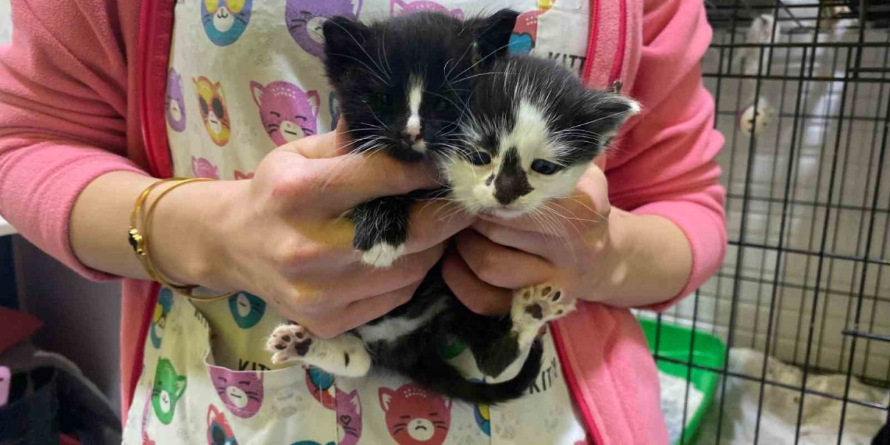 Karton Kutuyla Dışarıya Atıldığı İddia Edilen Yavru Kediler Öldü