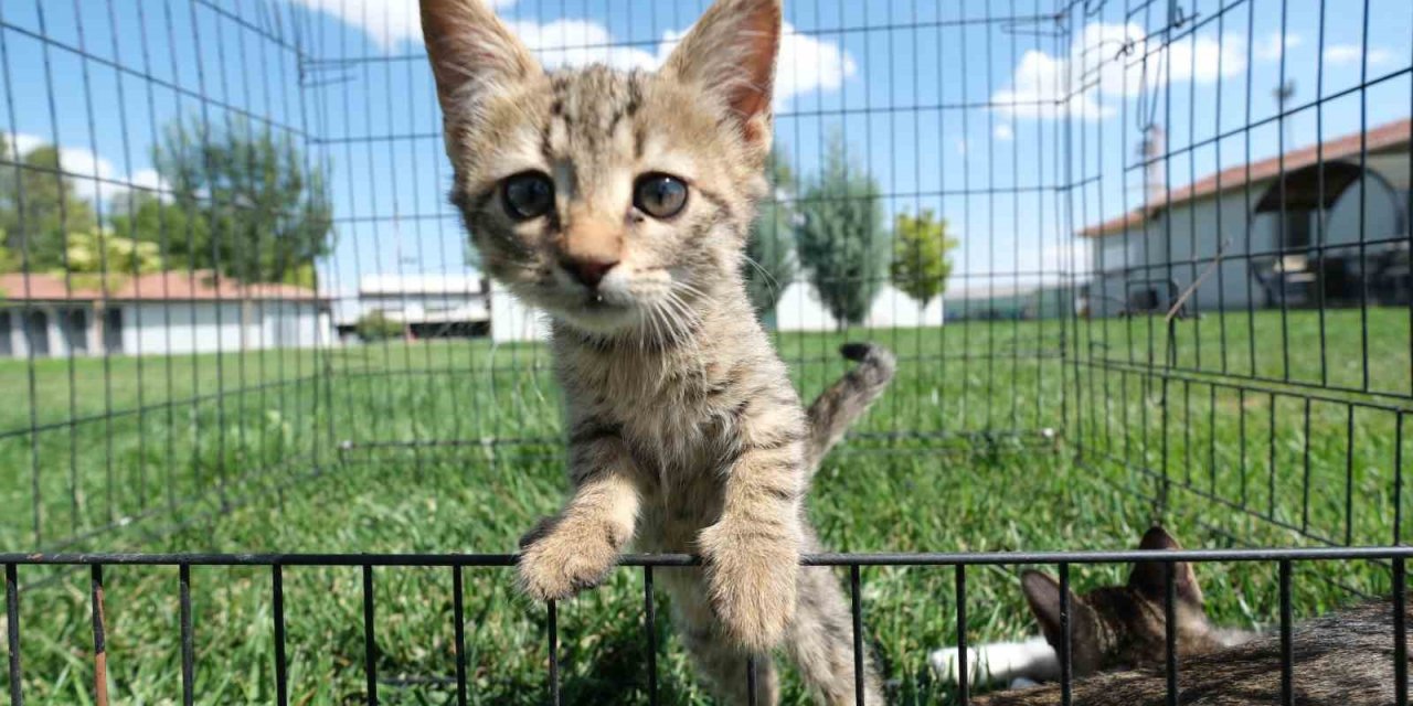 Odunpazarı Belediyesi 2024 Yılında 302 Can Dostu Yeni Yuvasına Kavuşturdu