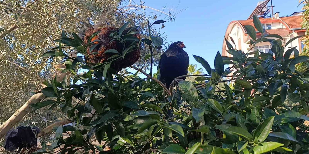 Sel Felaketi Sonrası Kümese Girmeye Korkan Tavuklar Ağaçta Uyumaya Başladı