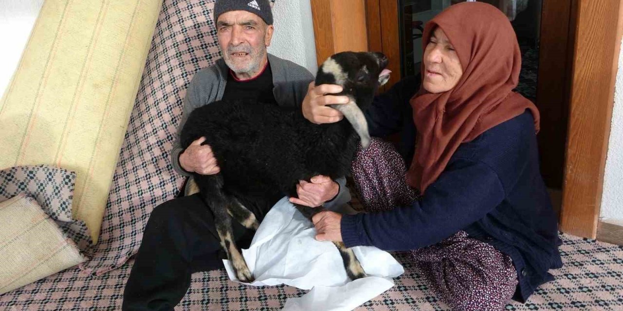 Karlar Arasında Kuzularına Sarılı Halde Bulunan Naciye Nine Kuzusuna Kavuştu