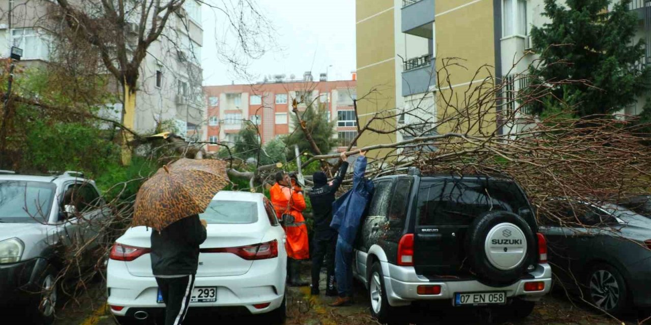 Şiddetli Rüzgarın Ortadan İkiye Ayırdığı Ağaç 3 Aracın Üzerine Devrildi