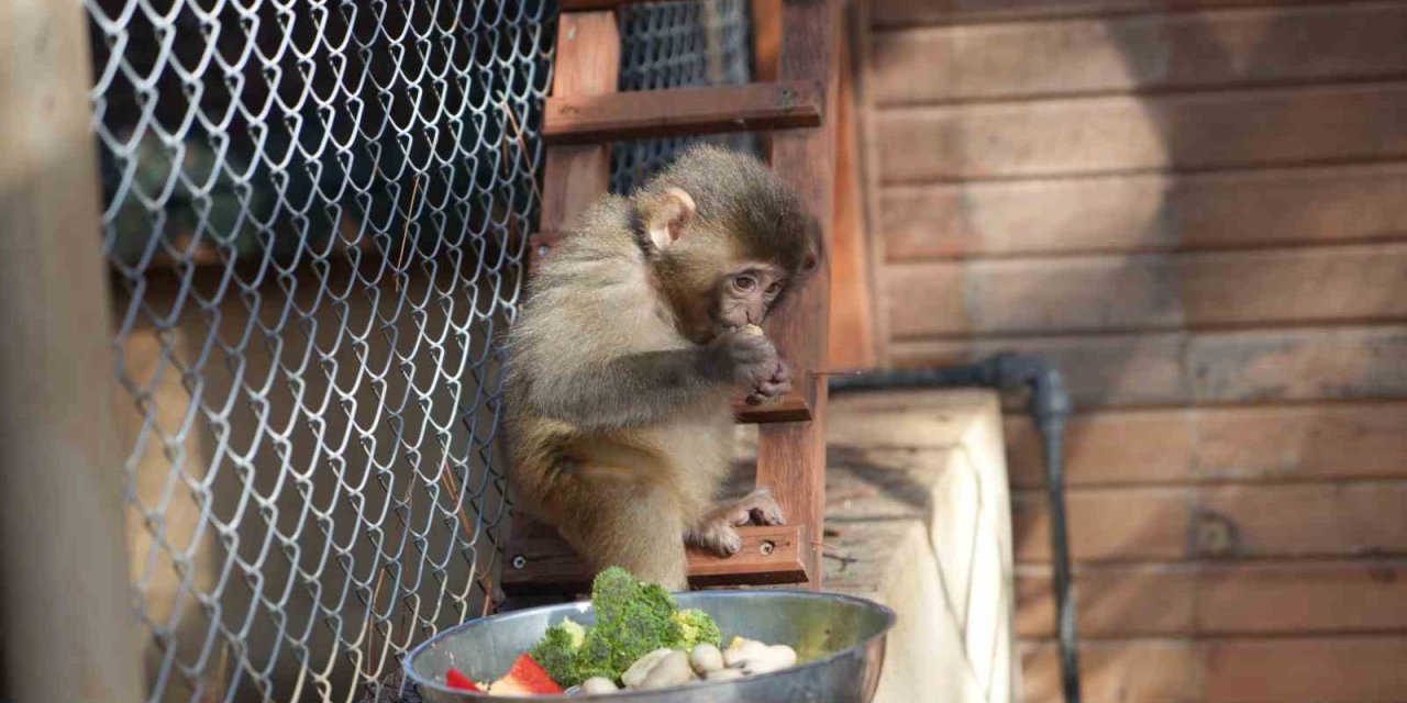Otogarda Koli İçinde Yakalandı, Doğal Yaşam Parkında Yeni Hayatına Başladı