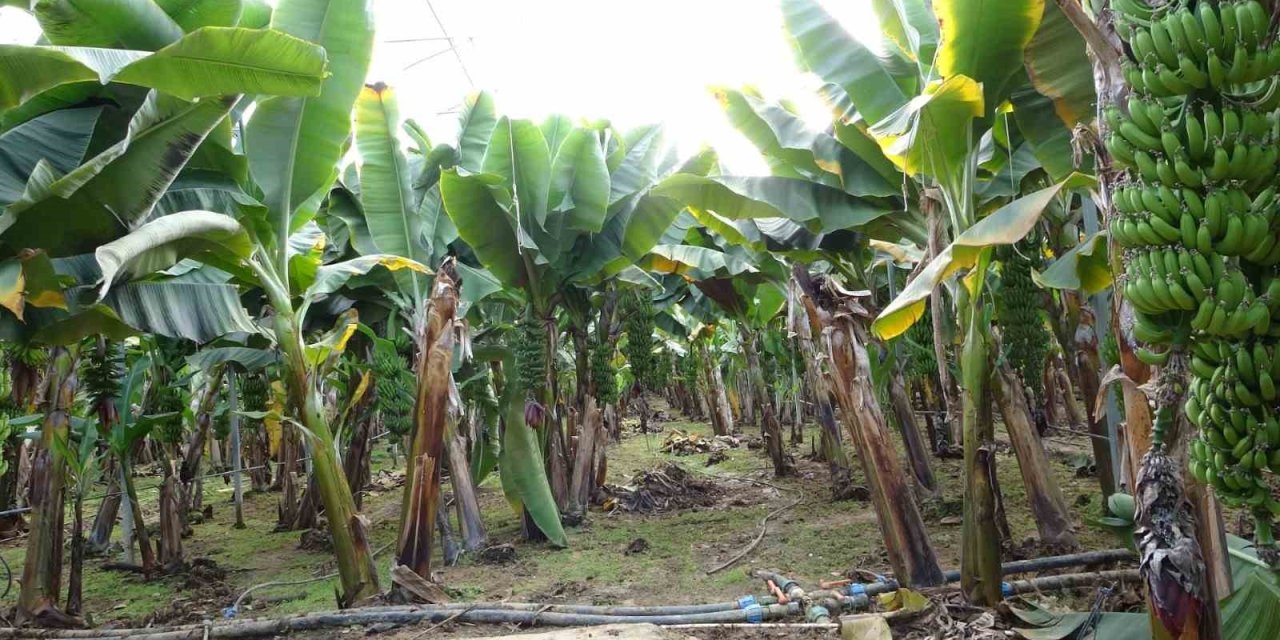 Manavgat’ta Hortumun Ve Yağmurun Vurduğu Tarım Alanlarında Zarar Büyük