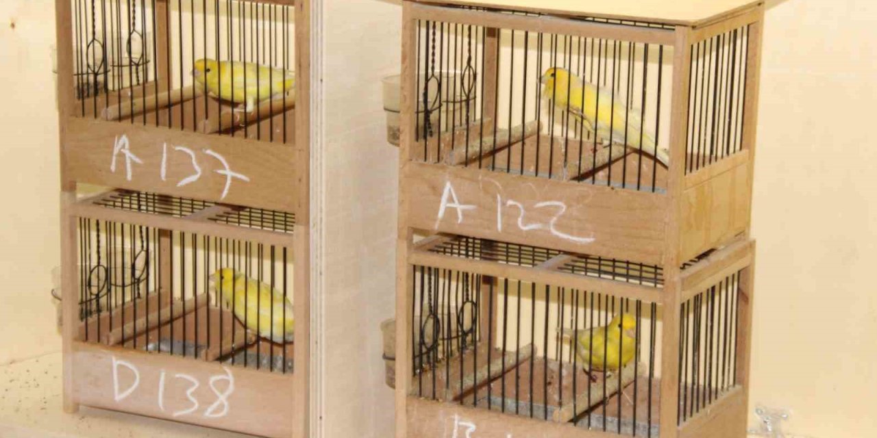 Kuşlar En İyi Ötüşü Yapmak İçin Yarıştı