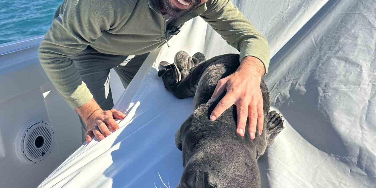 Fırtına Mağduru Yavru Fok, El Birliğiyle Annesine Kavuştu