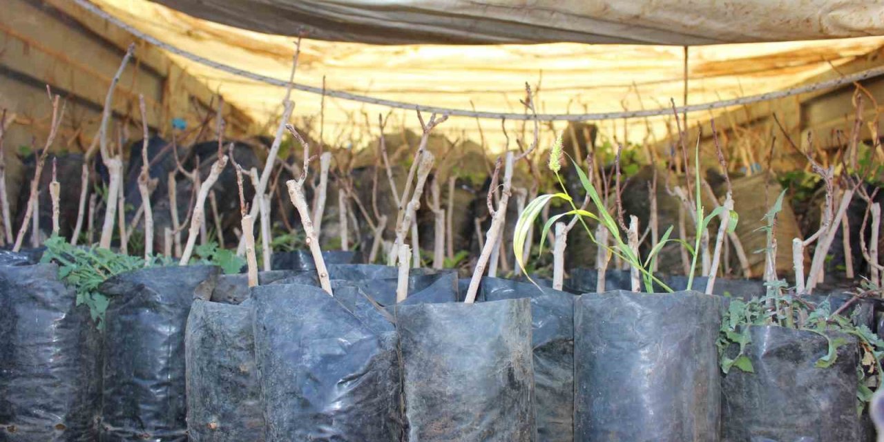 Elmalı’da 50 Çiftçiye Daha Toros Fıstığı Fidanı Hibe Edildi