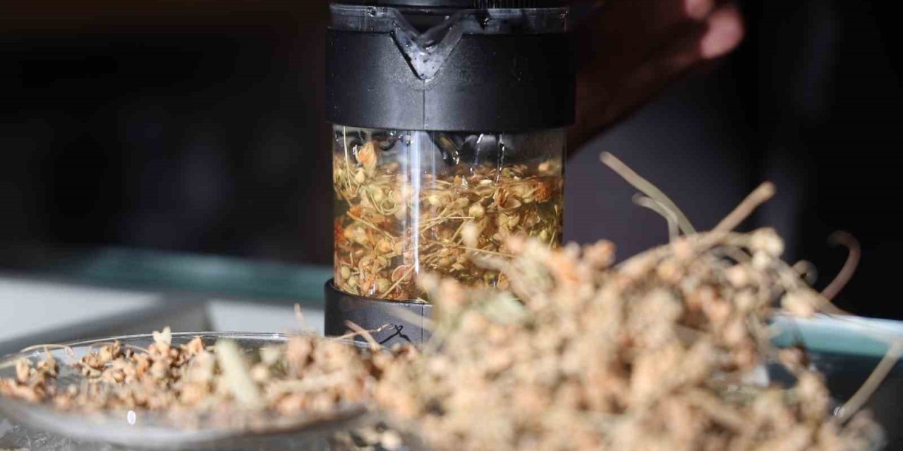 Kış Aylarının Doğal Şifa Kaynağı: Ihlamur