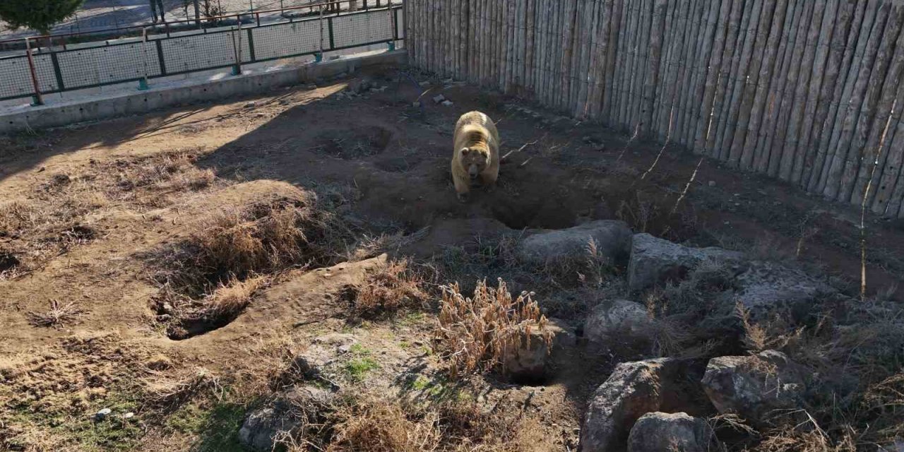 Kayseri’deki Ayılar Kış Uykusuna Yatmadı