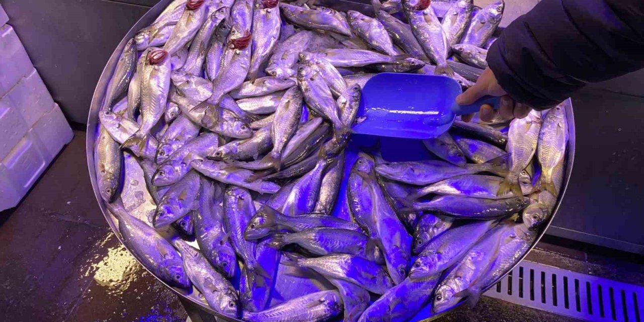 Fiyatı Düşen Çinekopa İlgi Yoğun