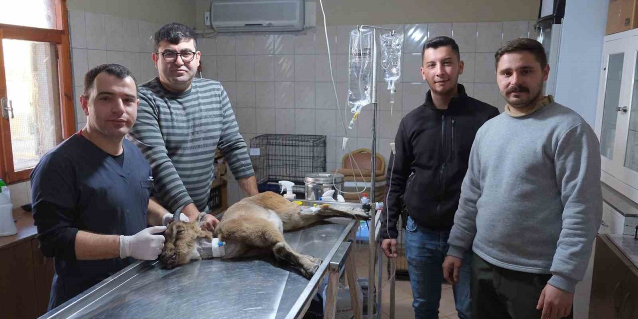 Yaralı Bulunan Dağ Keçisi Tedaviye Alındı