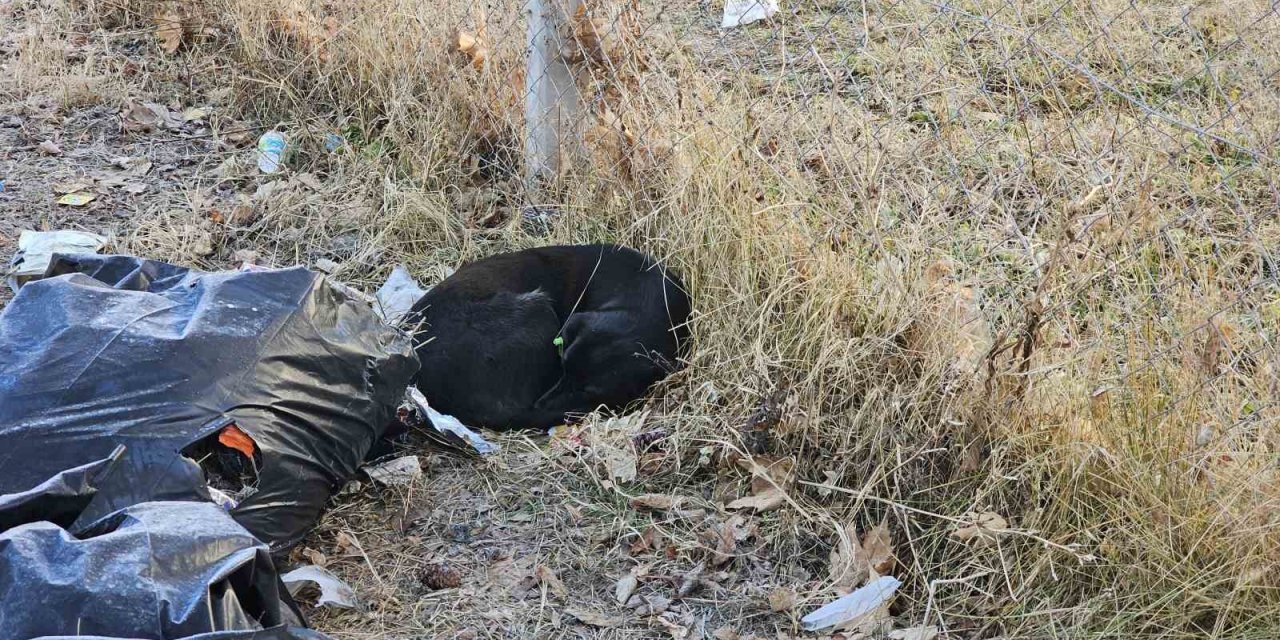 Sevdiği Köpeğin Isırdığı Ortaokul Öğrencisi Yaralandı