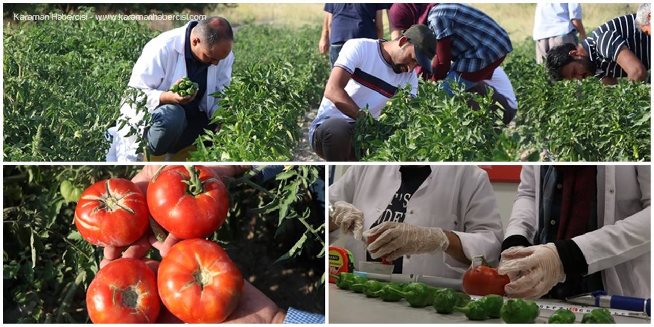 Sazlıca Domatesi ve Bor Biberinin DNA'sı Çıkartılacak