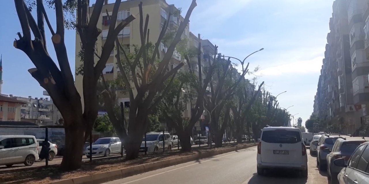 Esnaf Gün Işığı İstedi, 30 Yıllık Benjamin Ağaçları Budandı