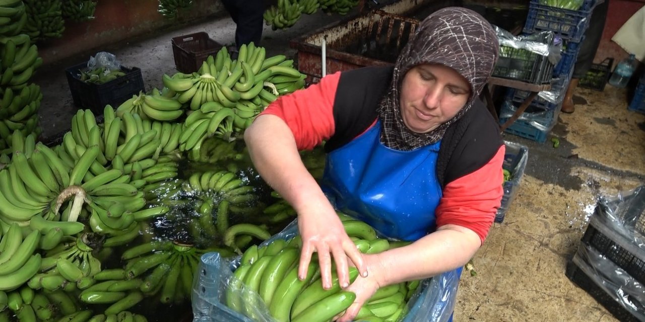 Muz Fiyatları Üreticinin Yüzünü Güldürüyor
