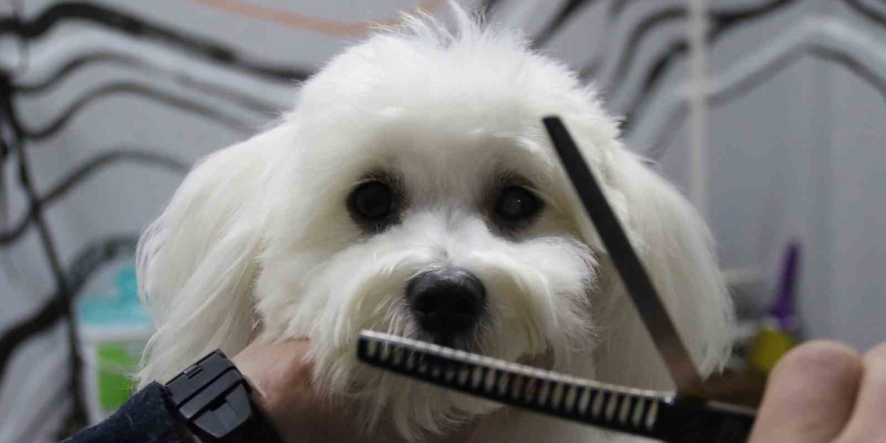 Sevimli Dostlar Bin 500 Liraya Özel Şampuanlarla Yıkanıp Tıraş Ediliyor