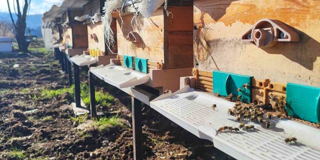 Konya’da 1700 Rakımlı Yaylada Arılar Polen Getirmeye Başladı