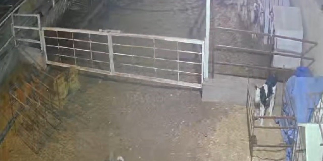 Aç Kurt Çiftliği Bastı, Danaya Saldırdı