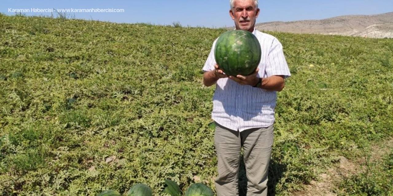 6 Ay Boyunca Bozulmayan Karpuz ’Güreş Karpuzu’