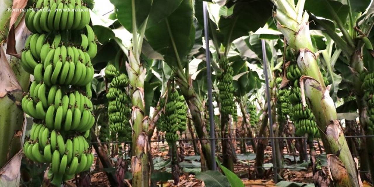 Muz İthalatı Gelecek Sene Bitecek