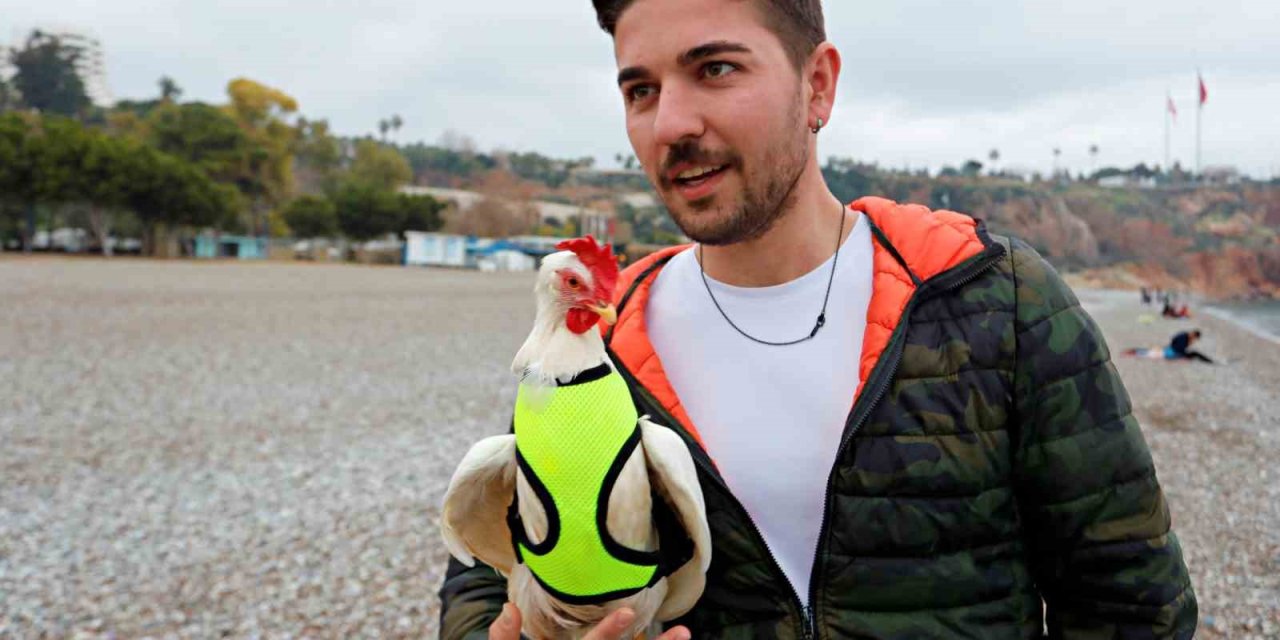 Falezlerden Düşen Tavuğu Denizden Kurtarıp Sahiplendi, Şimdi Yanından Ayrılmıyor
