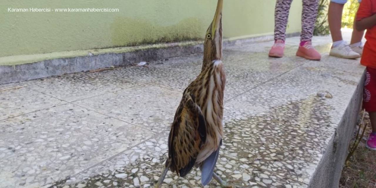 Yaralı ’Balaban’a Öğrenci Şefkati