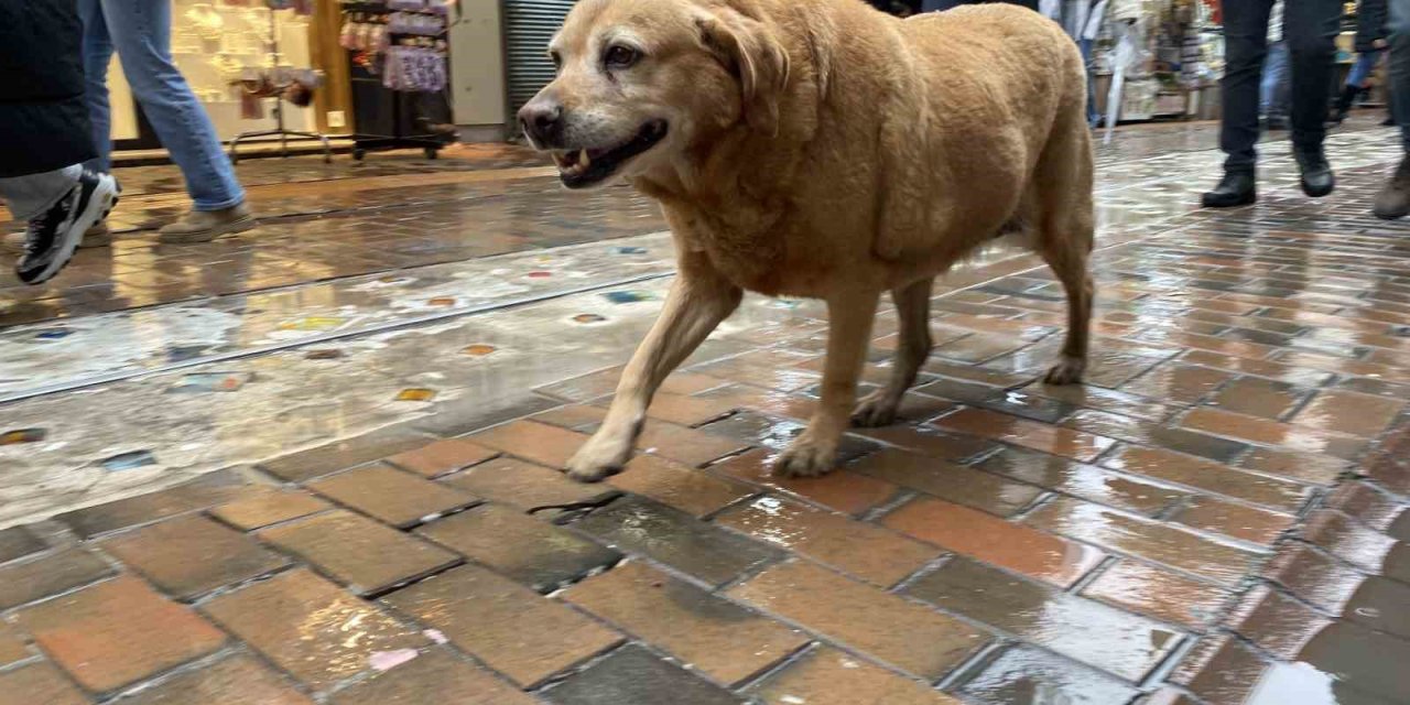 Bu Köpekler Her Etkinlikte Var